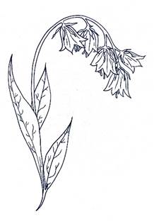 A bluebell flower