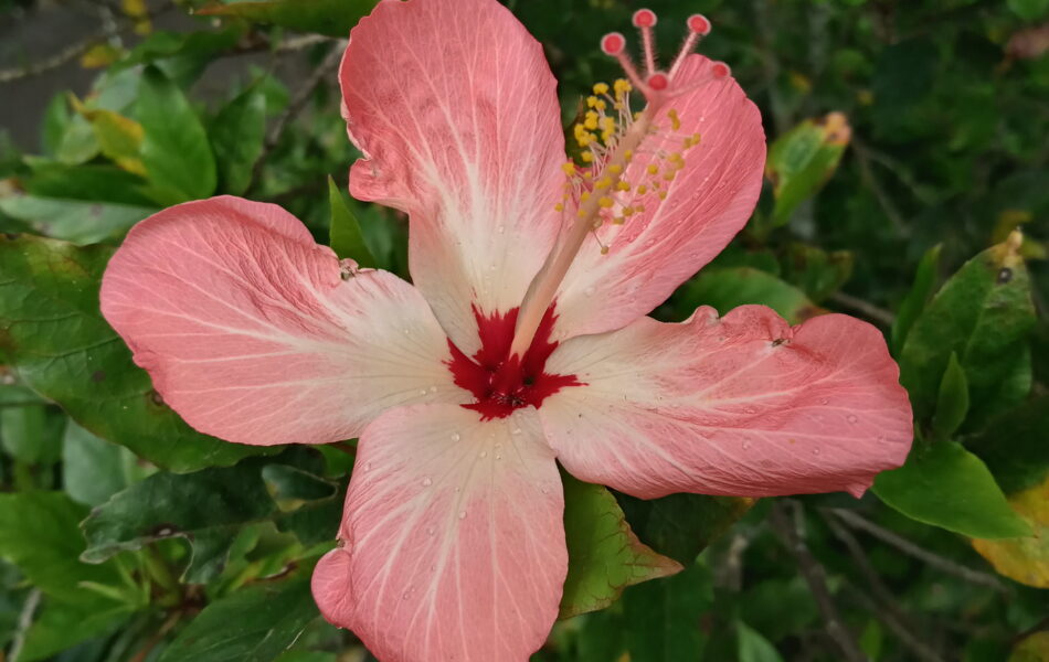 Hiker's Guide to Colorado Wildflowers - CougMedia